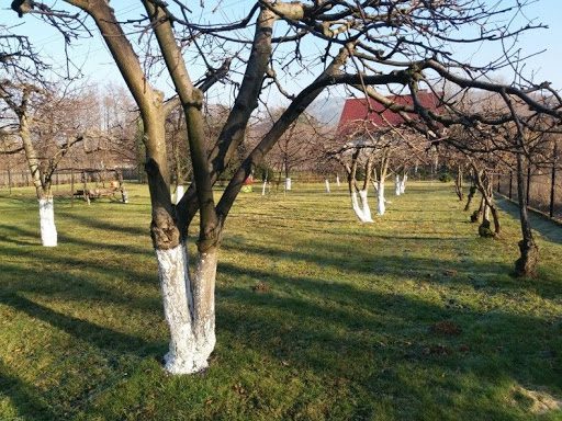 Правила для садівників: як обрізати черешню